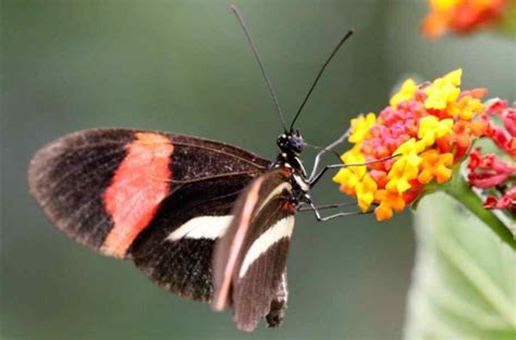 十二星座蝴蝶是什么_12星座的守护蝴蝶,第12张 十二星座蝴蝶是什么_12星座的守护蝴蝶,第12张