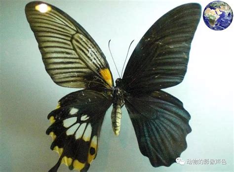 十二星座蝴蝶是什么_12星座的守护蝴蝶,第13张 十二星座蝴蝶是什么_12星座的守护蝴蝶,第13张