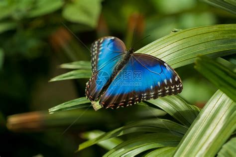 十二星座蝴蝶是什么_12星座的守护蝴蝶,第14张 十二星座蝴蝶是什么_12星座的守护蝴蝶,第14张