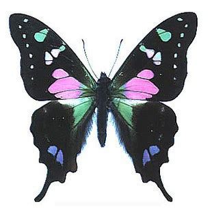 十二星座蝴蝶是什么_12星座的守护蝴蝶,第3张 十二星座蝴蝶是什么_12星座的守护蝴蝶,第3张