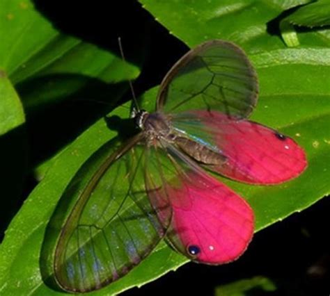 十二星座蝴蝶是什么_12星座的守护蝴蝶,第5张 十二星座蝴蝶是什么_12星座的守护蝴蝶,第5张