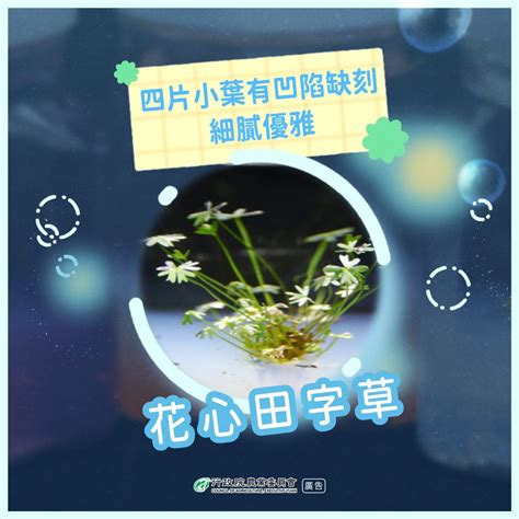 十一月是什么星座_农历十一月是什么星座,第10张