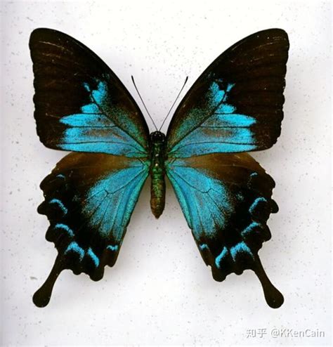 十二星座蝴蝶是什么_12星座的守护蝴蝶,第6张 十二星座蝴蝶是什么_12星座的守护蝴蝶,第6张