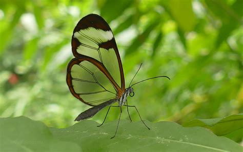 十二星座蝴蝶是什么_12星座的守护蝴蝶,第7张 十二星座蝴蝶是什么_12星座的守护蝴蝶,第7张