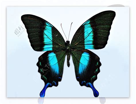 十二星座蝴蝶是什么_12星座的守护蝴蝶,第11张 十二星座蝴蝶是什么_12星座的守护蝴蝶,第11张