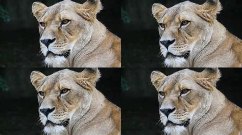 唯一能治住天秤的星座_能治住天秤男的星座女,第10张 唯一能治住天秤的星座_能治住天秤男的星座女,第10张